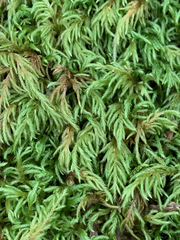 Pseudisothecium cristatum