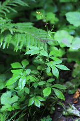 Agrimonia granulosa