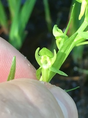 Platanthera sparsiflora