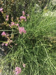 Centranthus angustifolius