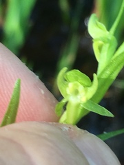 Platanthera sparsiflora