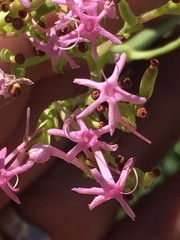Centranthus angustifolius