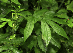 Agrimonia granulosa