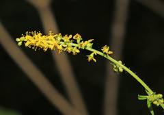 Agrimonia granulosa