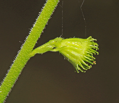 Agrimonia granulosa