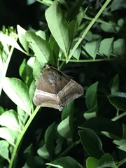 Bastilla fulvotaenia