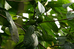 Tabernaemontana alba