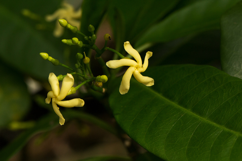 Tabernaemontana alba