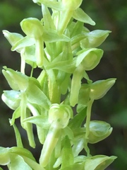 Platanthera sparsiflora