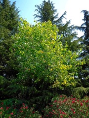 Populus fremontii fremontii