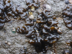 Ectocarpales