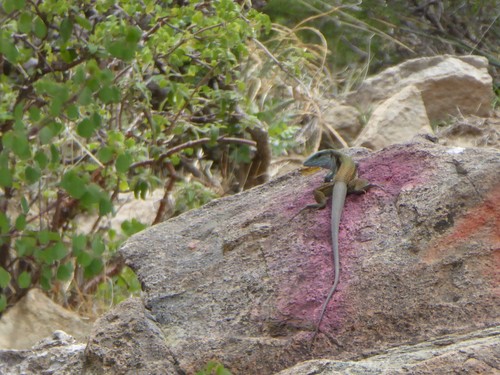 Aspidoscelis sackii