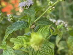 Salticidae