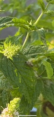 Salticidae