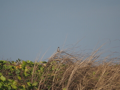 Cisticola juncidis
