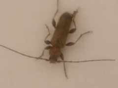 Phymatodes