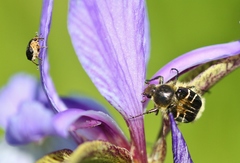 Trichiotinus assimilis