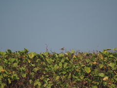 Cisticola juncidis