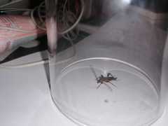 Phymatodes