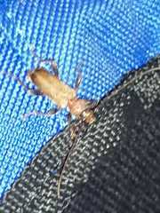 Phymatodes
