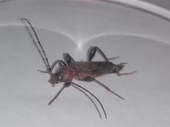 Phymatodes