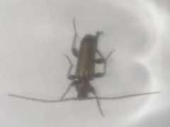 Phymatodes