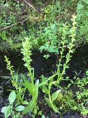 Platanthera sparsiflora