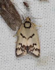 Compsotropha selenias