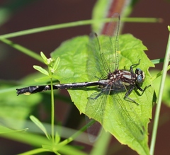 Phanogomphus borealis