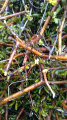 Pittosporum anomalum