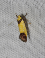 Crepidosceles timalphes