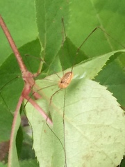 Leiobunum curvipalpe