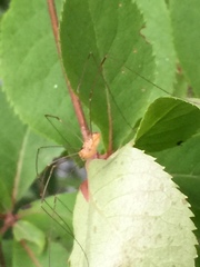 Leiobunum curvipalpe