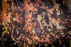 Bellapiscis lesleyae