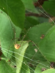 Leiobunum curvipalpe