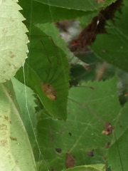 Leiobunum curvipalpe