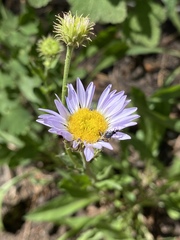 Erigeron algidus