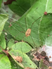 Leiobunum curvipalpe