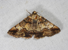 Cryphaea xylina