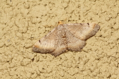 Macaria adonis