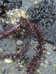 Cumagloia andersonii