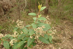 Pomaderris ligustrina