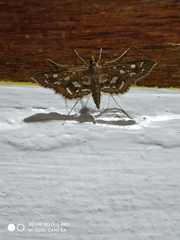 Nausinoe geometralis
