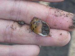 Vittina semiconica