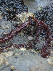 Cumagloia andersonii