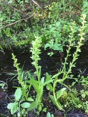 Platanthera sparsiflora