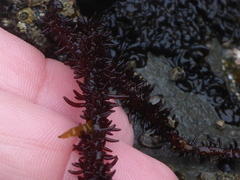 Cumagloia andersonii