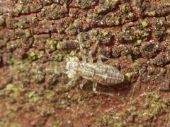 Mesopsocus immunis