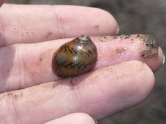Vittina semiconica