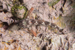 Bellapiscis lesleyae